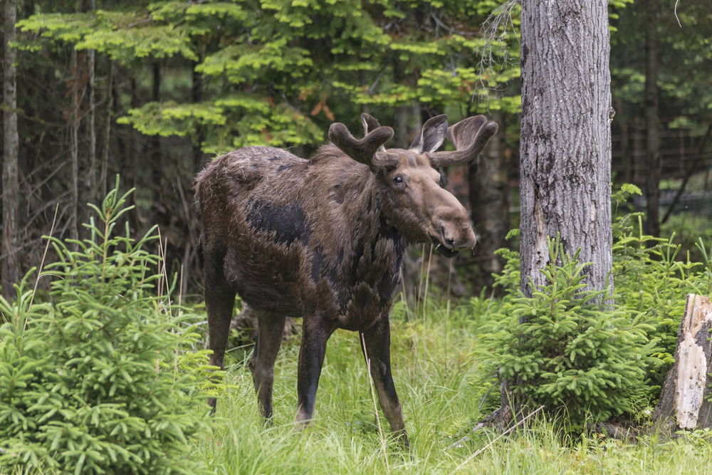 elk-in-the-forest-feeding